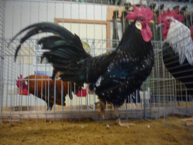 Rigtig store sorte hane